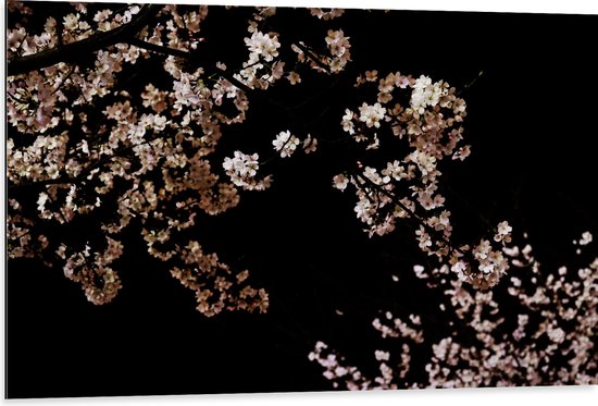 WallClassics - Dibond - Roze Bloesembloemetjes aan Tak in de Nacht - 105x70 cm Foto op Aluminium (Met Ophangsysteem)