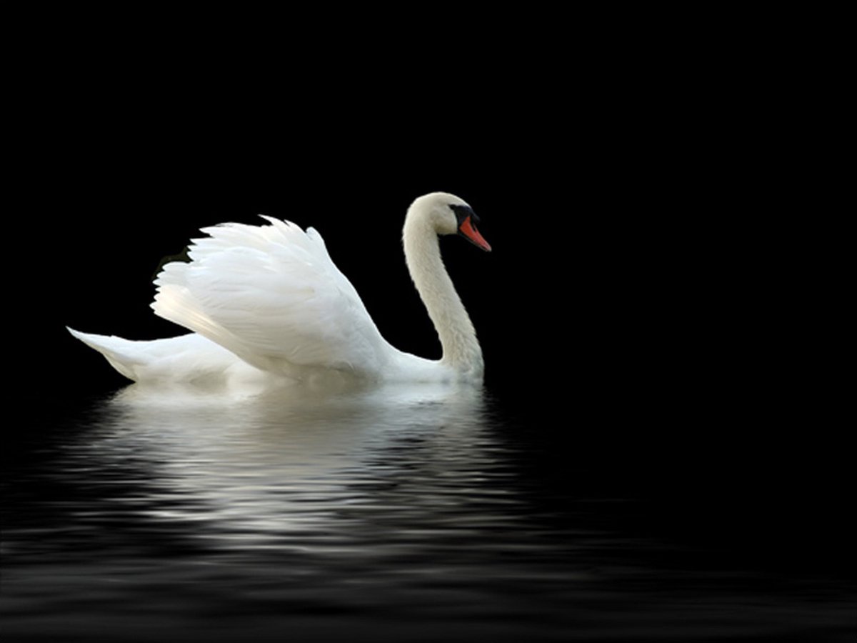 Fotobehang - zwaan (zwart en wit).