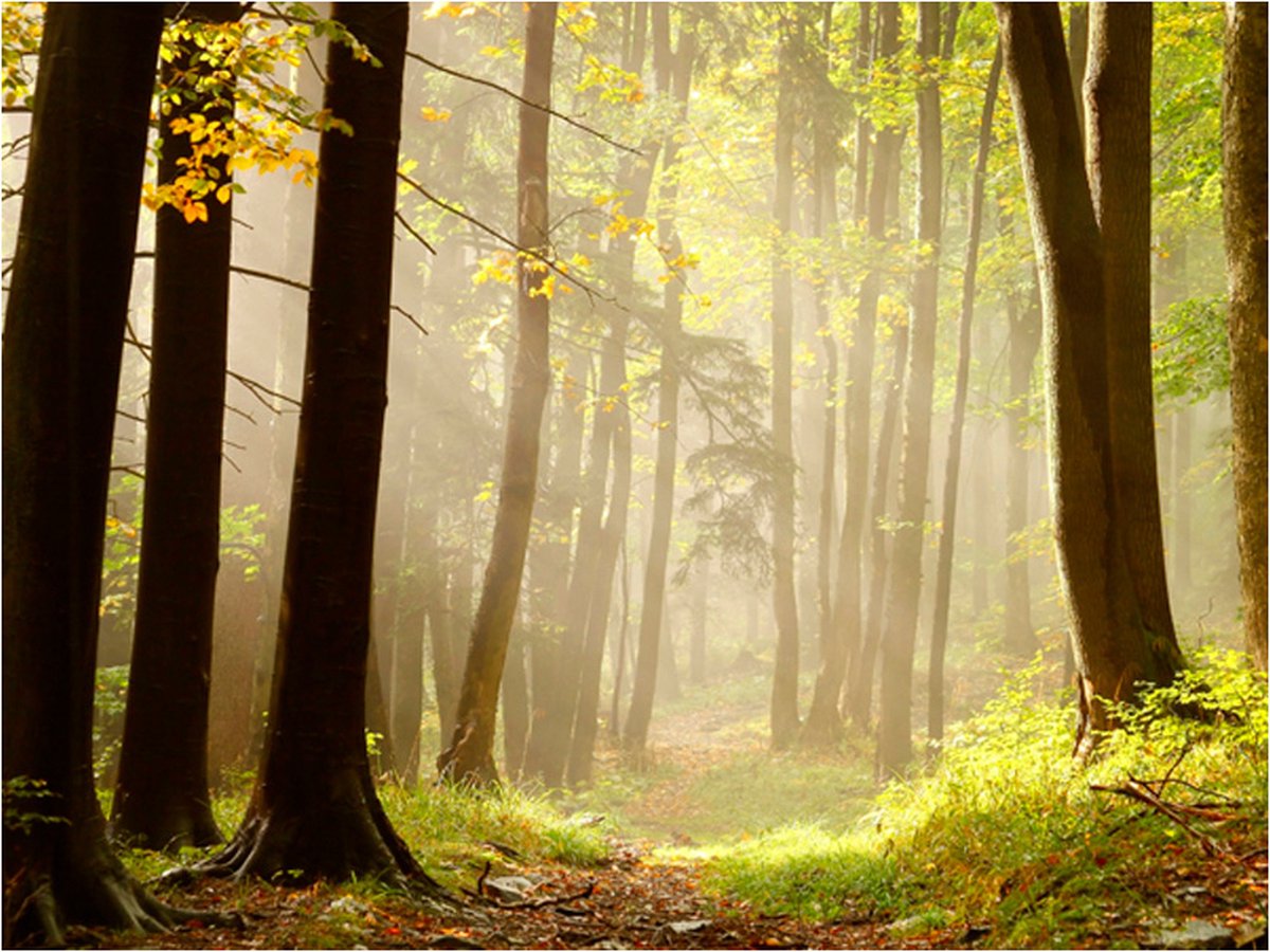 Fotobehang - Mysterious forest path.