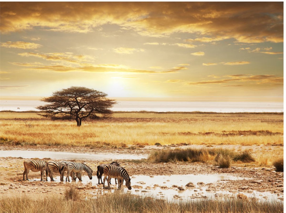 Fotobehang - Afrikaanse zebra's rond waterpoel.