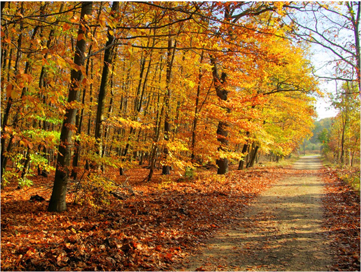 Fotobehang - Beech forest.