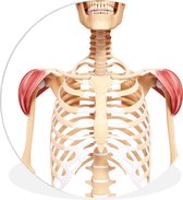 Le deltoïde de face sur fond blanc. Assiette en plastique cercle mural ⌀ 140 cm