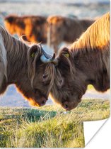 Affiche Highlanders écossais - Animaux - Soleil - 30x40 cm