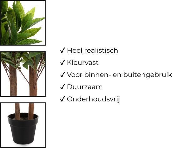 Laurierboom zuil 180-375 cm - Van Straalen Laurierboom zuil 180-375 cm - Van Straalen