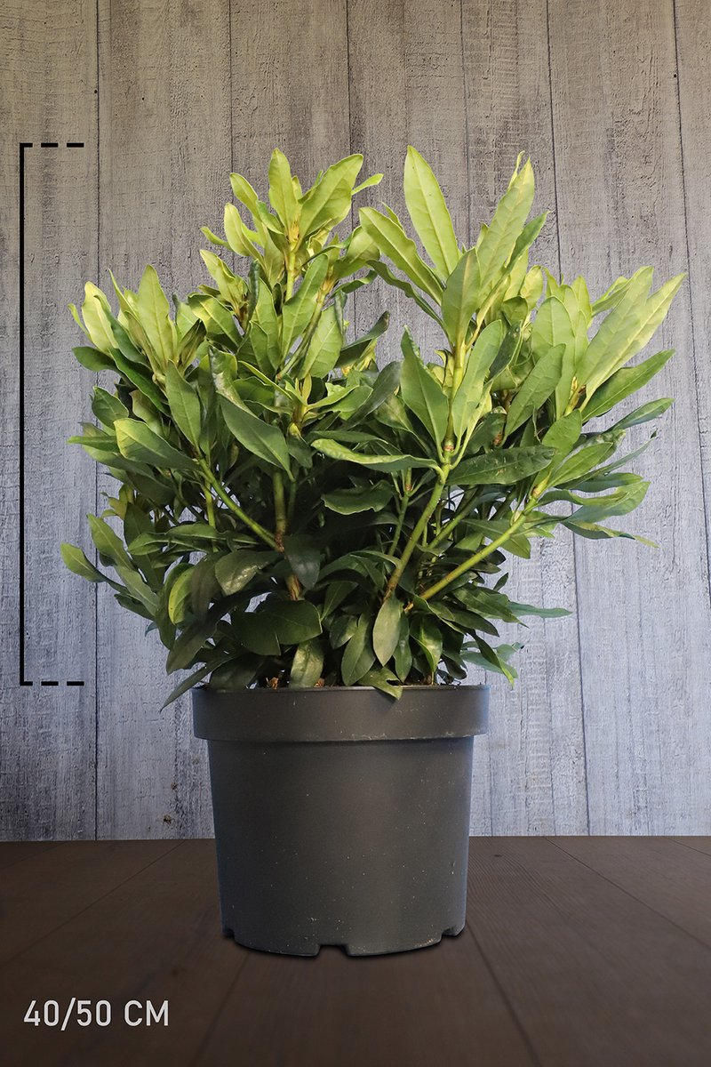 Plants Online - Haagplanten - Rhododendron 'Madame Masson' - Pot 40-50 cm - set van 10 - Bloeiende plant - Groeit breed uit - Wintergroen - Zeer winterhard