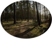 WallClassics - Dibond Ovaal - Schaduw over het Bospad - 108x81 cm Foto op Ovaal (Met Ophangsysteem)