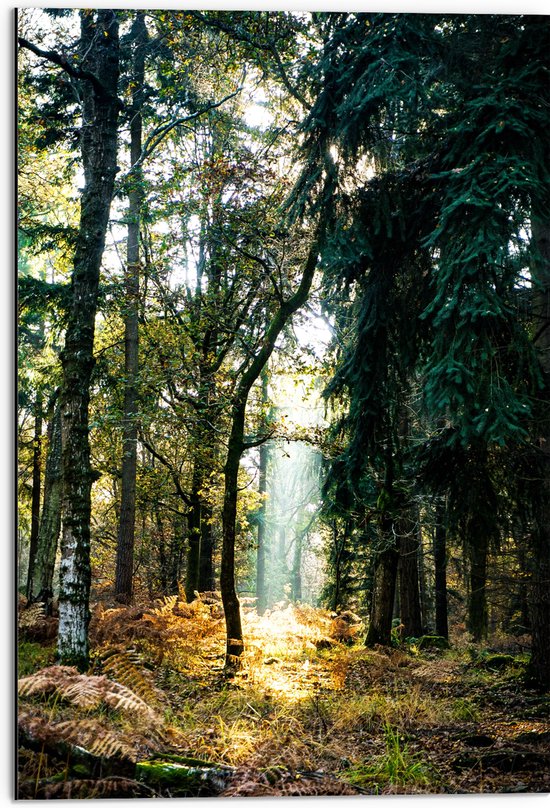 WallClassics - Dibond - Lichtplek tussen Bomen - 50x75 cm Foto op Aluminium (Met Ophangsysteem)