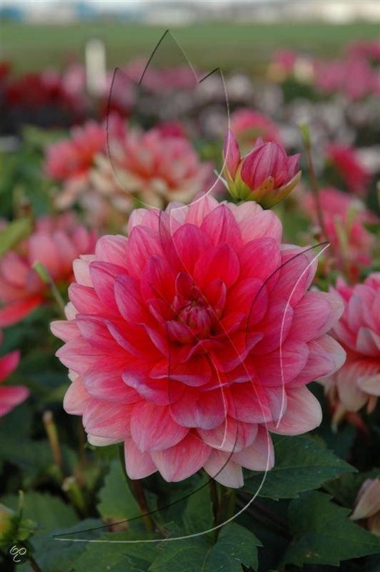 bol.com | Dahlia ‘Berliner Kleene’