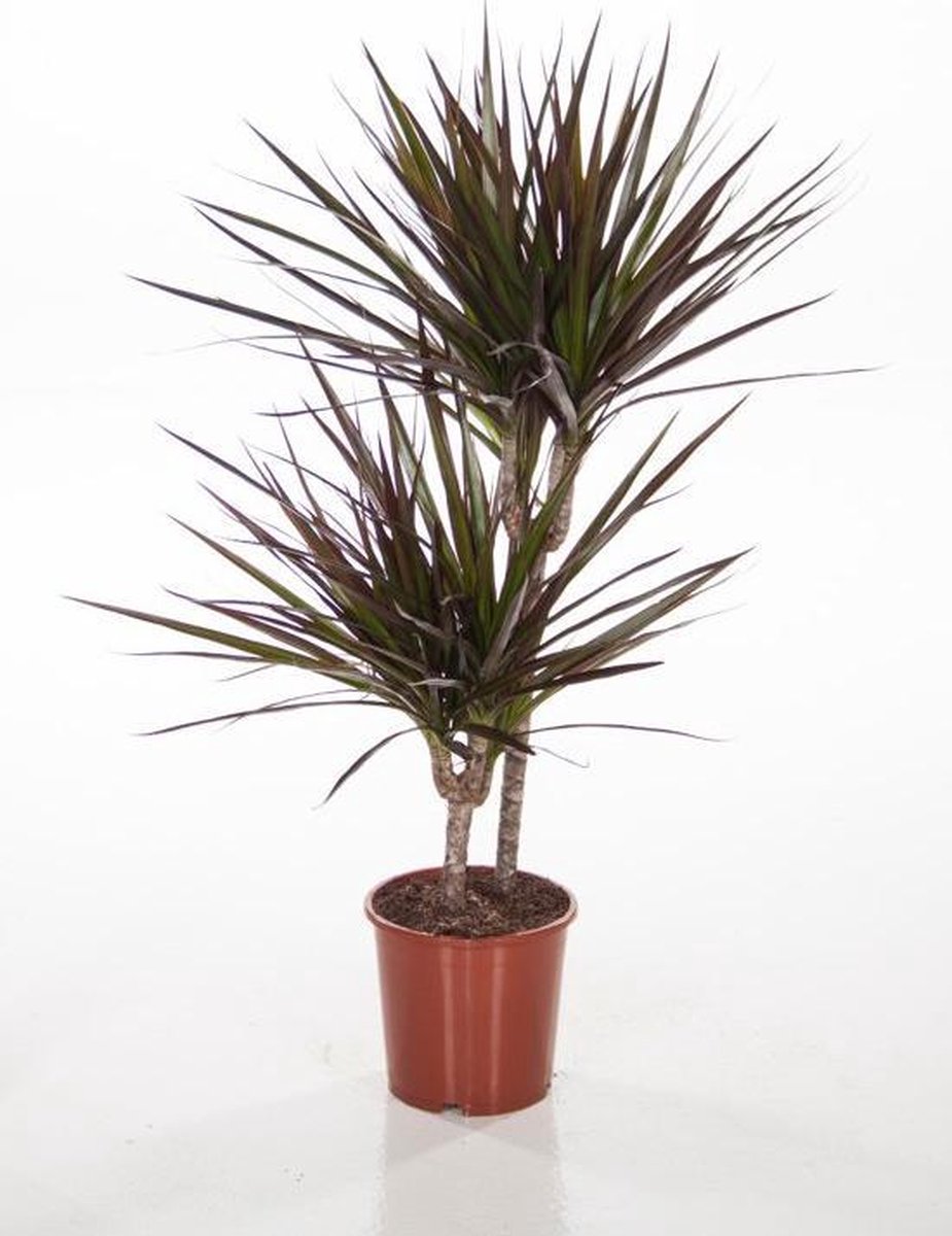 Dracaena marginata magenta 85cm 2 stam