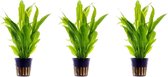 Aquaflora - Levende aquariumplant Echinodorus Bleheri 5cm pot per 3 stuks