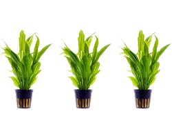 Levende aquariumplant Echinodorus Bleheri 5cm pot per 3 stuks