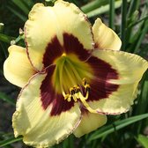 3 x Hemerocallis 'El Desperado' - Daglelie - Pot 9x9cm - Dieprode bloemen met gele keel