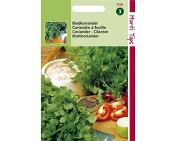Hortitops Zaden - Koriander, fijnzadig traagschietend