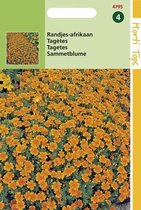 2 stuks Tagetes Signata Pumila Oranje