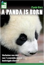 A Panda Is Born