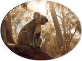 Dibond Ovaal - Koala Uitkijkend over het Bos vanaf Dikke Boomstronk - 40x30 cm Foto op Ovaal (Met Ophangsysteem)