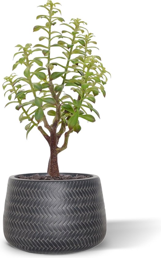 Crassula Bonsai kunstplant 40cm - grijs