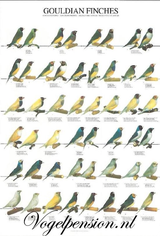 Poster oiseau Diamants de Gould plastifié A4