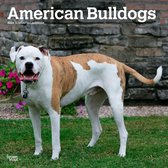 Amerikaanse Bulldog Kalender 2024
