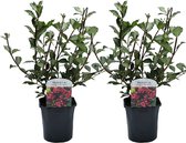 Plant in a Box - Weigela Florida 'Nana Purpurea' - Set van 2 - pot 17 cm - hoogte 25-40cm - struik