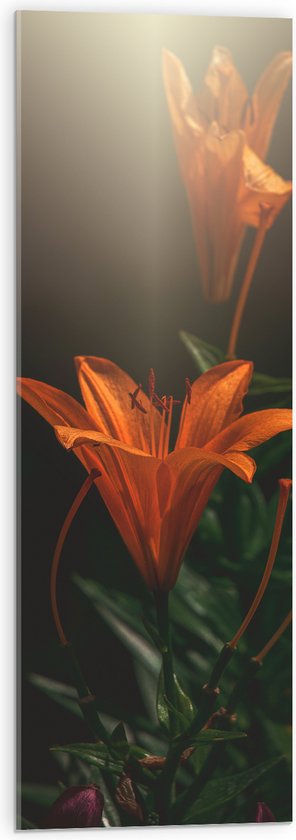 Acrylglas - Oranje lelie bloemen met witte lichtinval van bovenaf - 30x90 cm Foto op Acrylglas (Met Ophangsysteem)