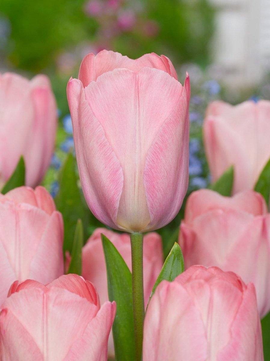 25x Tulpen 'Mystic van eijk' - BULBi® Bloembollen met bloeigarantie