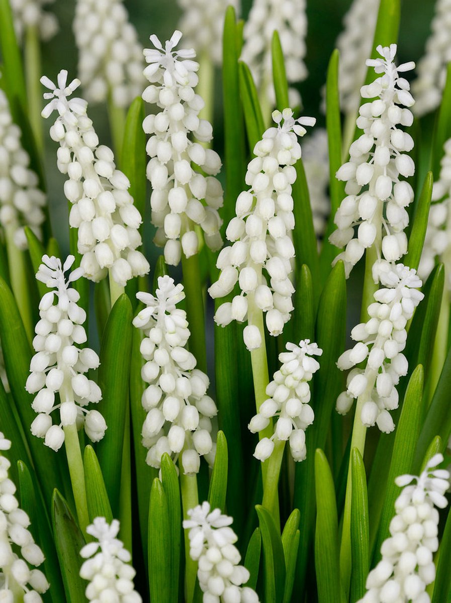 30x Blauwe druifjes 'Muscari botryoides album' - BULBi® Bloembollen met bloeigarantie