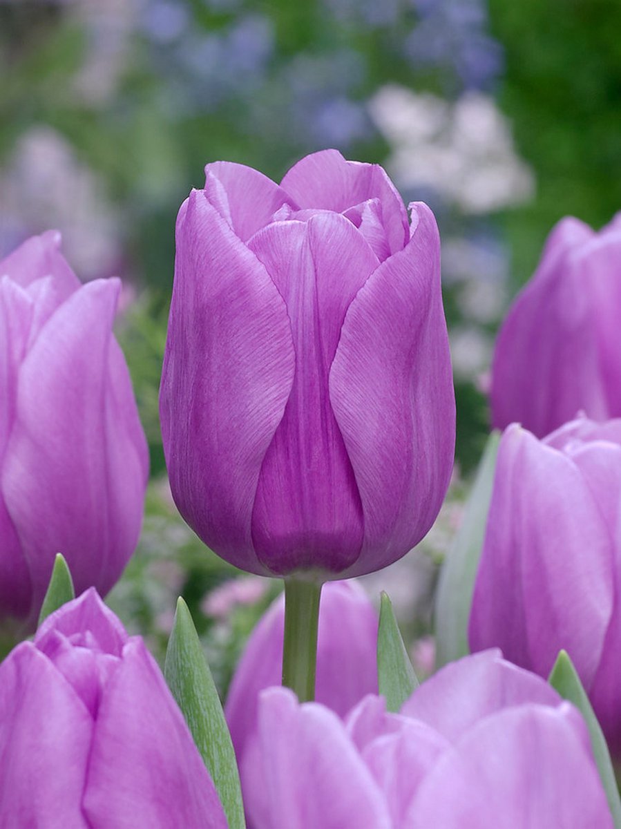 20x Tulpen 'Alibi' - BULBi® Bloembollen met bloeigarantie