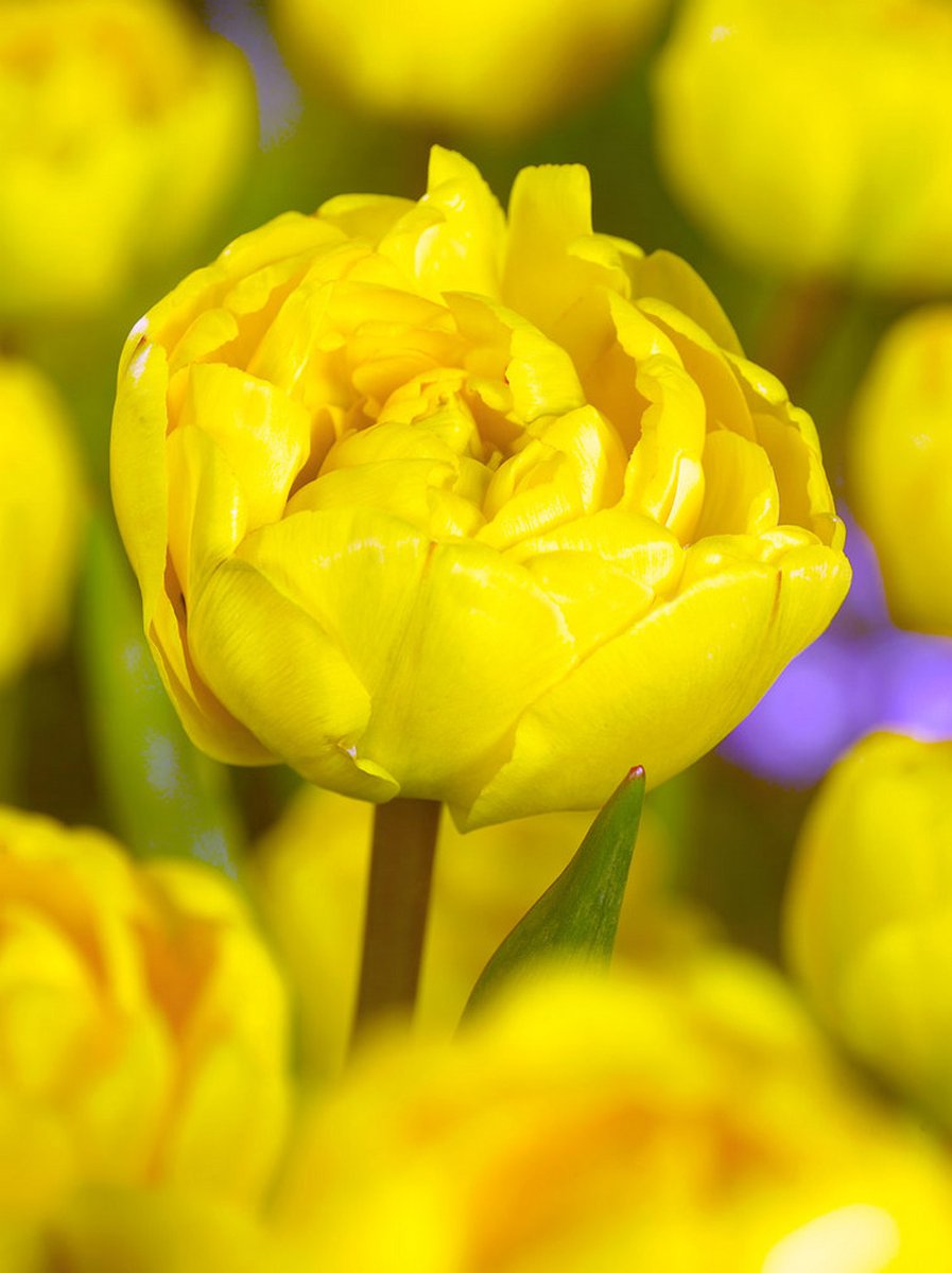 20x Tulpen 'Yellow pomponette' - BULBi® Bloembollen met bloeigarantie