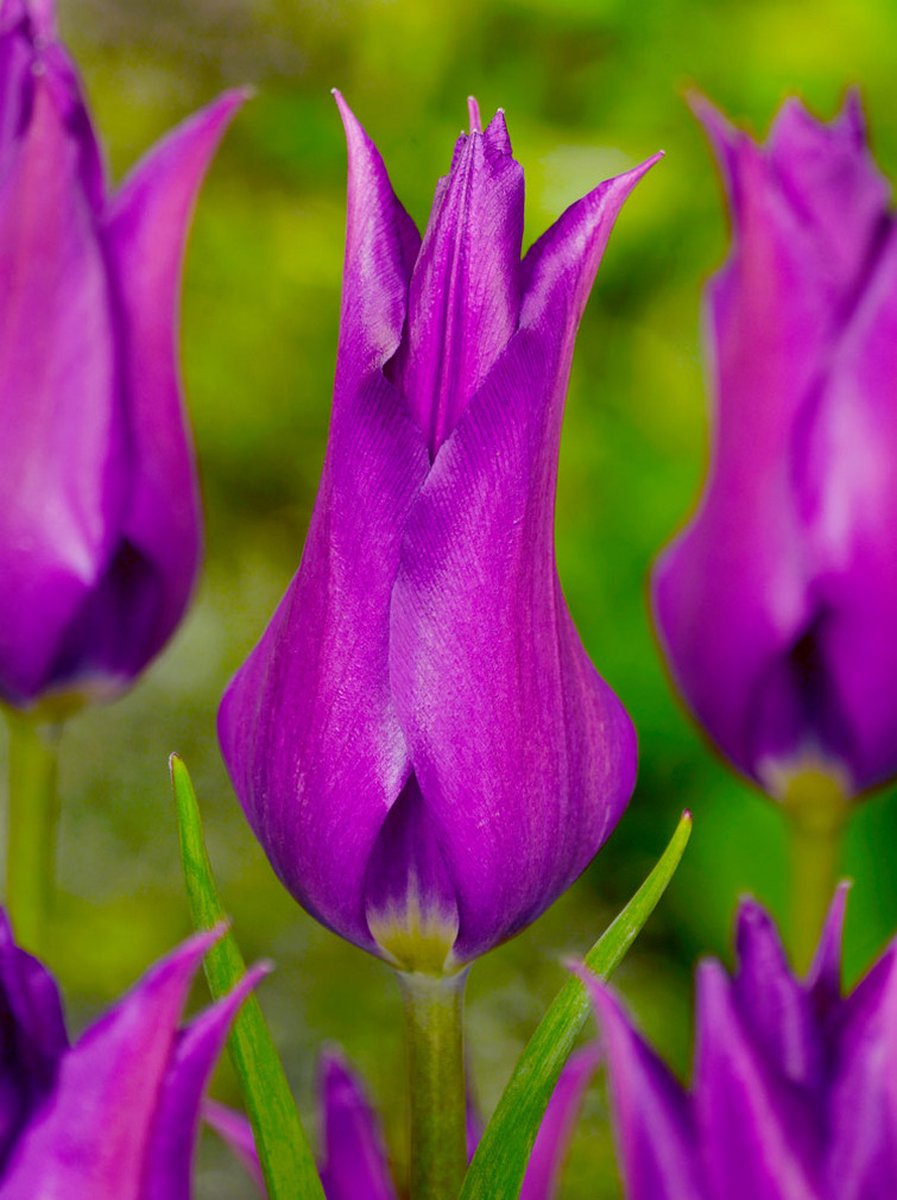 20x Tulpen 'Purple dream' - BULBi® Bloembollen met bloeigarantie