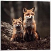 Dibond - Moeder vos en kind zitten in een bos - 50x50 cm Foto op Aluminium (Met Ophangsysteem)