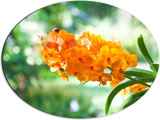 Dibond Ovaal - Boeket van Oranje Orchideeën Bloemen Hangend aan Stengel - 56x42 cm Foto op Ovaal (Met Ophangsysteem)