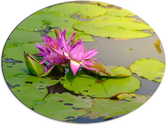 Dibond Ovaal - Paarse Waterlelie Lotusbloem Drijvend op Leliebladeren en Water - 80x60 cm Foto op Ovaal (Met Ophangsysteem)