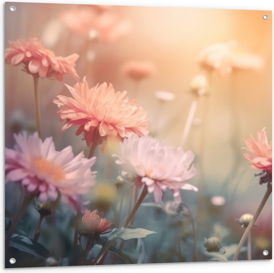 Tuinposter – Roze Chrysanten met Wazige Achtergrond en Oranje Zonlicht - Bloemen - 100x100 cm Foto op Tuinposter (wanddecoratie voor buiten en binnen)