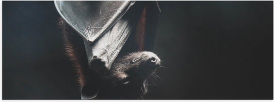 Poster Glanzend – Vleermuis hangt te slapen overdag - 60x20 cm Foto op Posterpapier met Glanzende Afwerking
