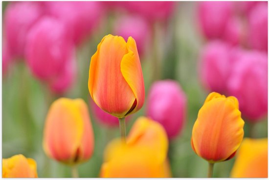 Poster Glanzend – Roze en Oranje Tulpen in een Tulpenveld - Bloemen - 60x40 cm Foto op Posterpapier met Glanzende Afwerking