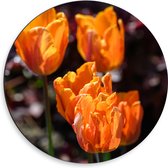 Dibond Muurcirkel - Papegaai tulpen oranje gekleurd met donker gekleurde achtergrond - Bloemen - 50x50 cm Foto op Aluminium Muurcirkel (met ophangsysteem)