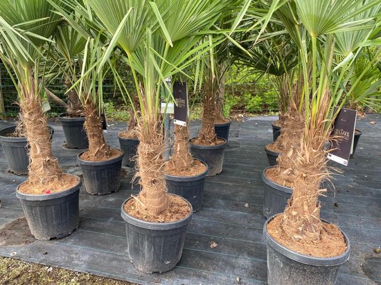 Dichtbij detail van de vezelige stammen en groene bladeren van Trachycarpus fortunei palmbomen in zwarte potten.