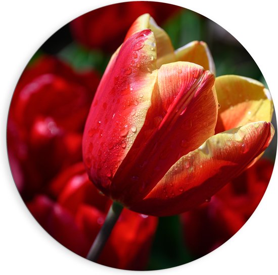 Dibond Muurcirkel - Rood met Gele Tulp met Rode Bloemen Achtergrond - 90x90 cm Foto op Aluminium Muurcirkel (met ophangsysteem)