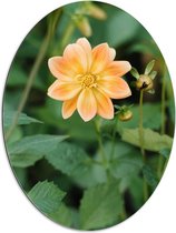 Dibond Ovaal - Lichtoranje gekleurde dahlia bloem met knopjes eromheen - 60x80 cm Foto op Ovaal (Met Ophangsysteem)