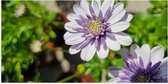 Poster (Mat) - African Daisy Bloemen Wit met Paars in Bloemenpot - 100x50 cm Foto op Posterpapier met een Matte look