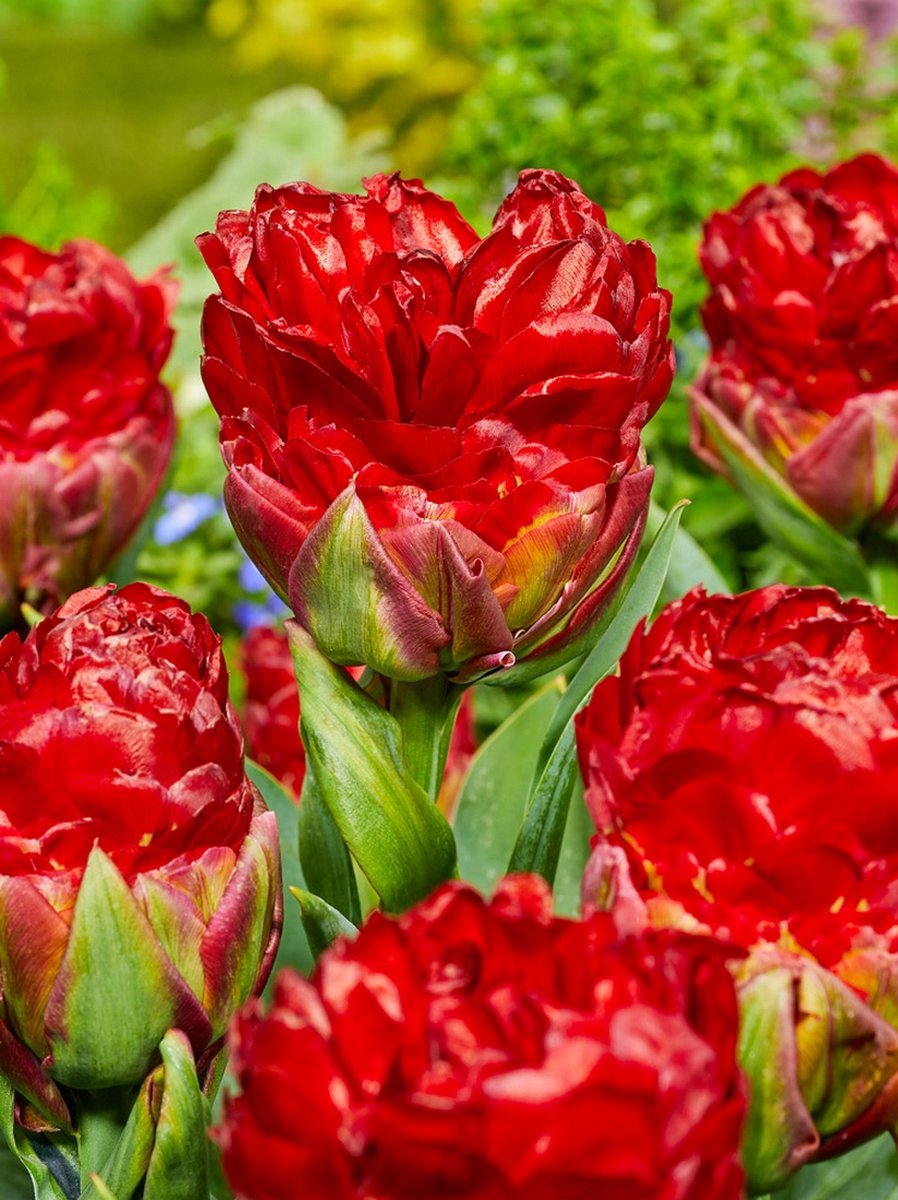 8x Tulpen 'Ice cream strawberry' - BULBi® Bloembollen met bloeigarantie