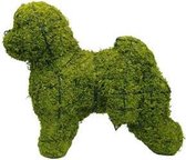 Hond Bischon Frise - Mos