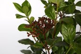 Viburnum tinus C2 20-25 cm - Vruchtdragend - Wintergroen - Bloeiende plant - Compacte groei