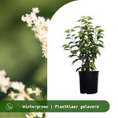 Portugese Laurier C5 60-70 cm - Bloeiende plant - Compacte groei - Insectenlokkend - Populair bij vogels - Vruchtdragend - Wintergroen