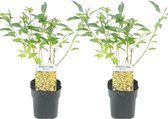 Plant in a Box - Forsythia intermedia 'Minigold' - Set van 2 - Forsythia Chineesklokje Flojor - Pot 17cm - Hoogte 25-40cm
