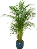 Green Bubble - Dypsis Lutescens (Areca palm) inclusief elho Vibes Fold Round blauw Ø30 - 180cm