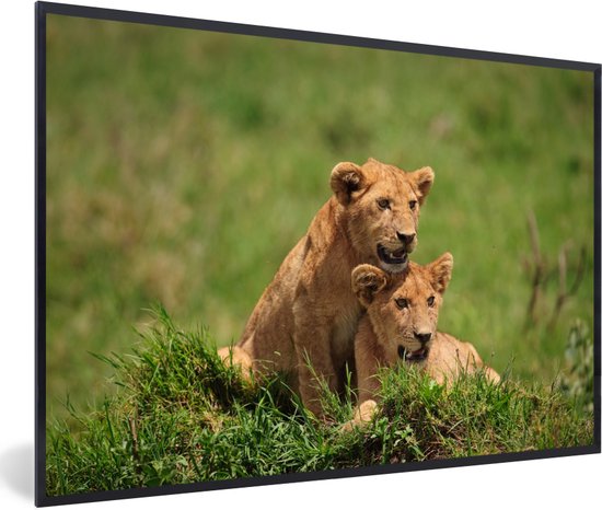 Cadre photo avec affiche - Lions - Chasse - Nature - 30x20 cm - Cadre pour affiche