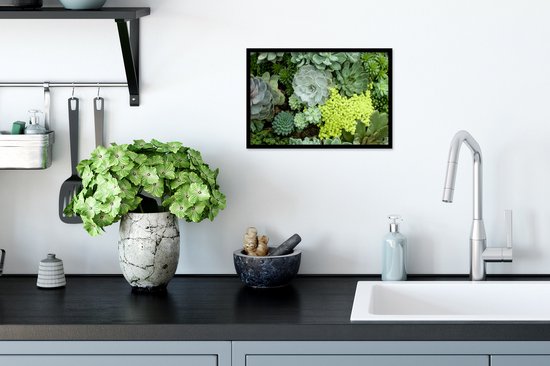 Photo en cadre - Photo de cadre photo succulent botanique coloré noir 30x20 cm - Affiche sous cadre (Décoration murale salon / chambre)