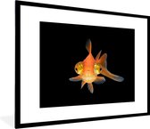 Cadre photo avec affiche - Poisson rouge - Animaux aquatiques - Yeux - 80x60 cm - Cadre pour affiche